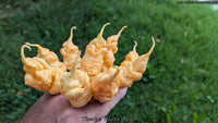 Tiberius Mauler Peach - Pepper Seeds - White Hot Peppers
